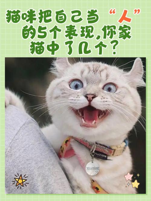 潮州特产猫蛋是什么？（潮州人喜欢养猫嘛）