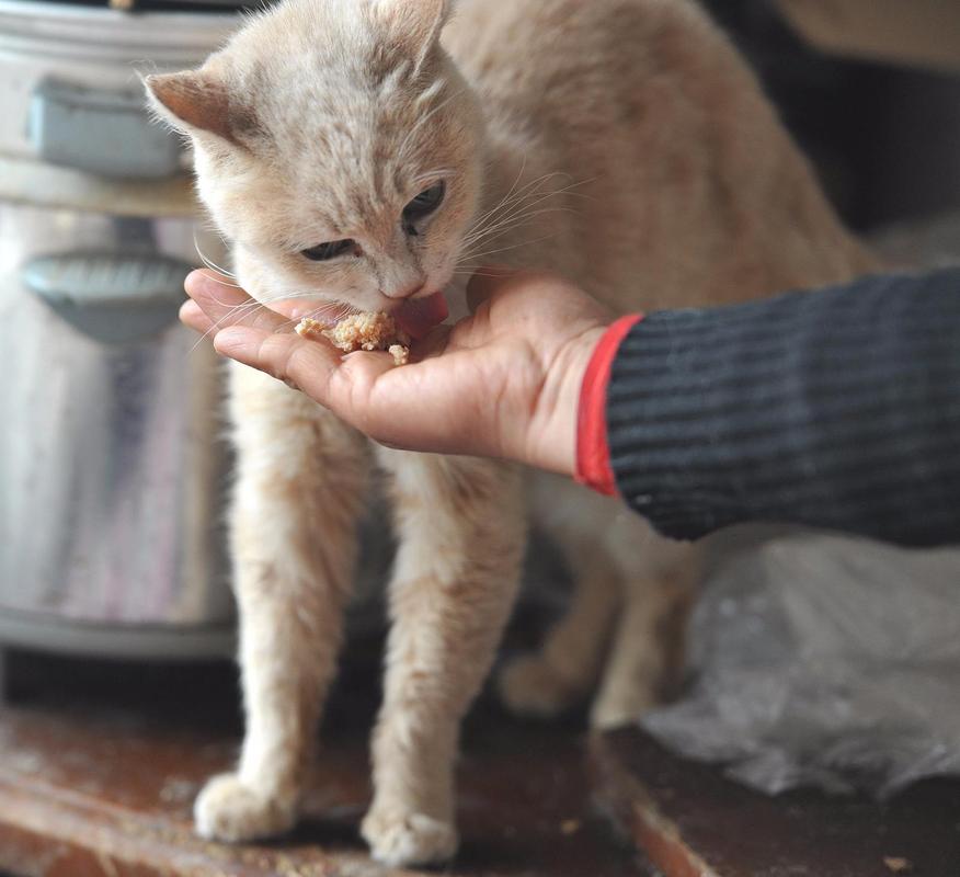 流浪猫吃什么？（领养猫怎么喂熟肉）