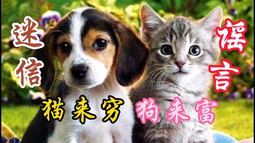 狗来穷猫来富还是猫来穷狗来富？（狗养穷猫养富）