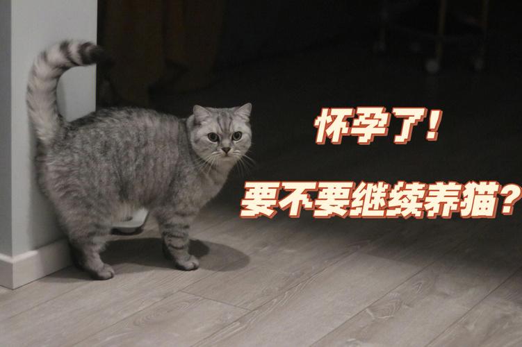 怀孕养猫文案？（孕期多久不能养猫了）