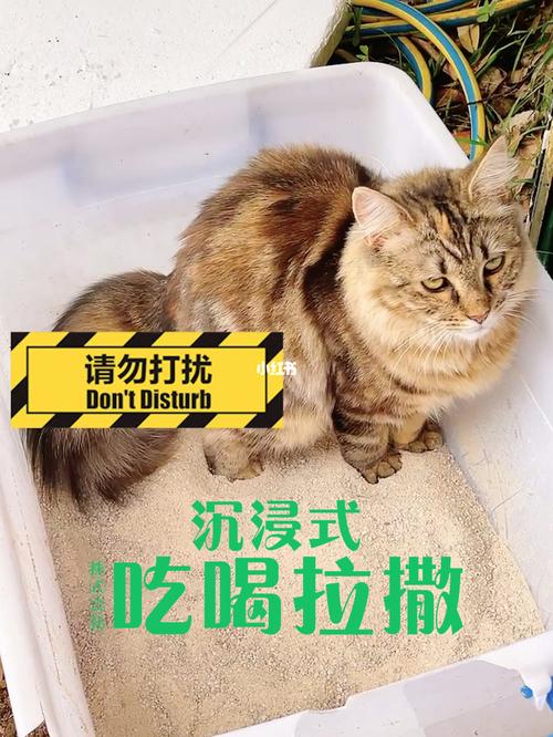 正确解决猫咪便秘的方法，猫咪便秘有什么办法治？（养猫喂酸奶好吗吗）