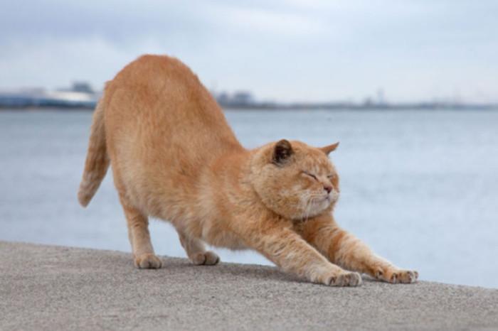 女朋友要养猫父母不让养咋办？（怎么劝长辈养猫的人）