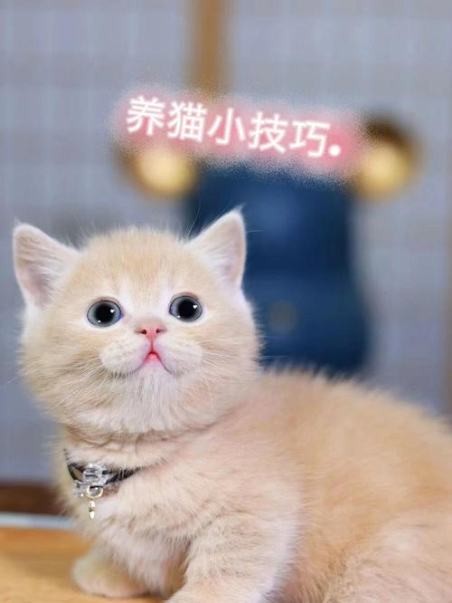 养猫可以养洋甘菊吗？（养猫慢慢不过敏了）