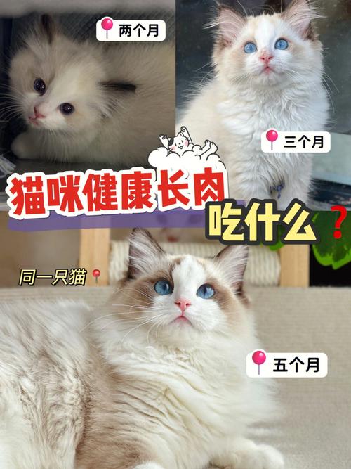 养猫人吃什么去毛？（养猫后吃什么好呢）