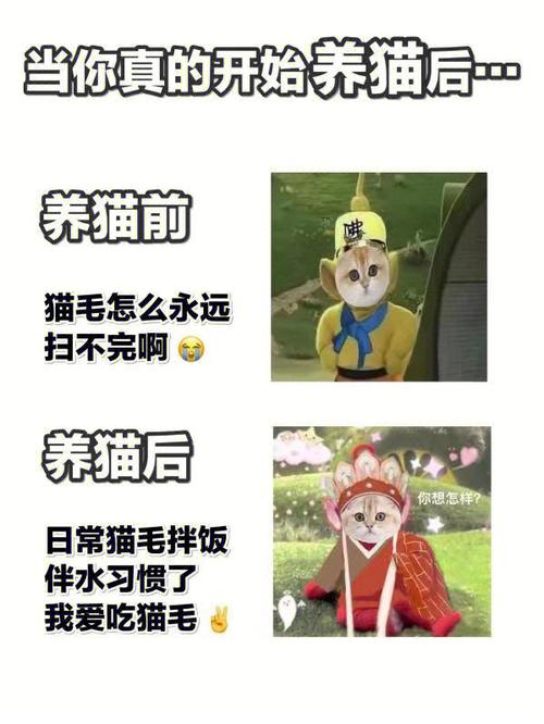 养猫文案搞笑？（初次养猫的笑话段子）