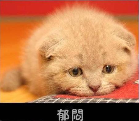 拼多多无偿收养猫咪是真的吗？（识破收养猫咪骗子）