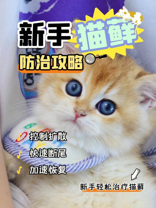 回南天猫咪怎么办？（养猫多久用次氯酸）