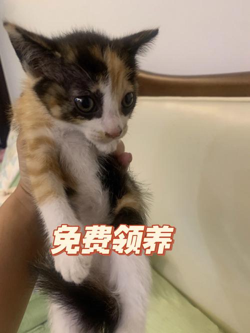 免费领养猫，不要钱的哦？（外国女人领养猫视频）