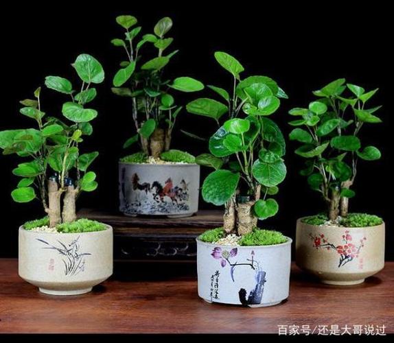 养植物和养狗哪种费钱？（养狗可以养什么盆栽）