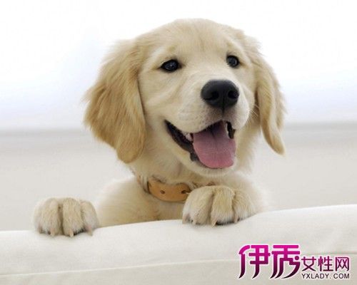 广州可以养的犬种？（养狗在南方养还是北方养）