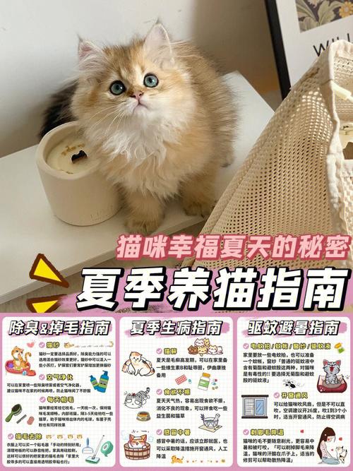 夏天养猫如何去除臭味？（孕妇夏天养猫吗）