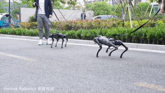 请问北京市什么时候能彻底不让养狗？（机器狗养狗视频大全）