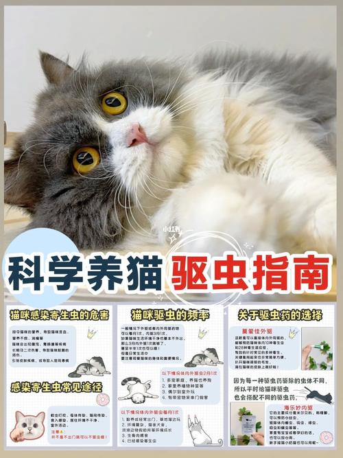 家里养猫怎么给室内驱虫？（养猫人怎么注意驱虫）