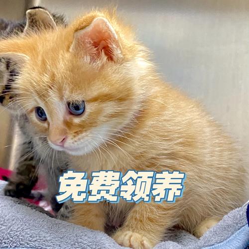 罗云熙做过哪些公益？（同济大学领养猫）