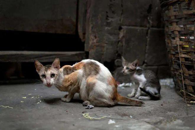 养野猫。需要办什么证件吗？（养猫空运要办证吗）