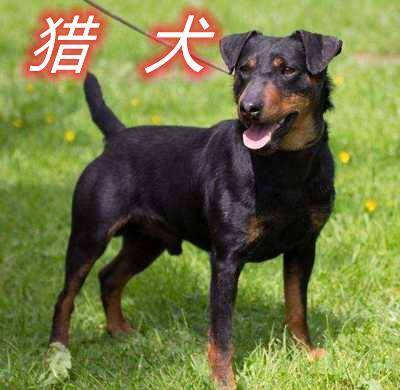 弄个犬舍养什么狗好，说说你们都喜欢什么品种？（养狗最好选什么狗）