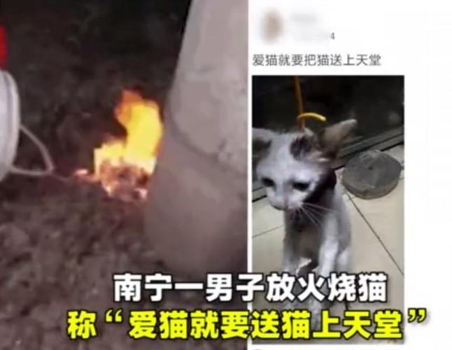 爸爸虐猫怎么办？（怎样让父亲同意养猫）