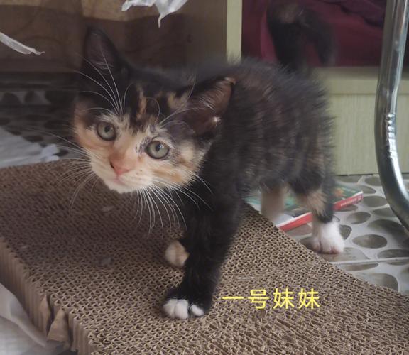 哪里可以领养小猫？（收养猫咪的机构）