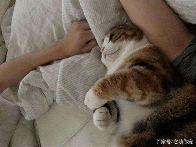 猫咪通人性吗？（怎么养猫咪通人性）