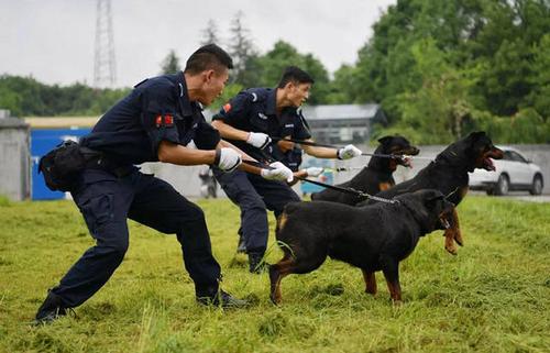 警犬训导员岗位职责？（训狗养狗相关用品）