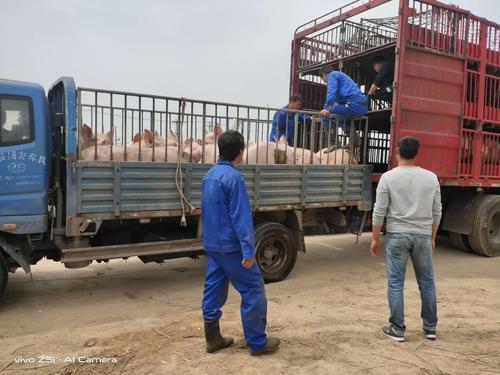 模拟农场19猪饲料怎么喂？（生猪农场安全检查）