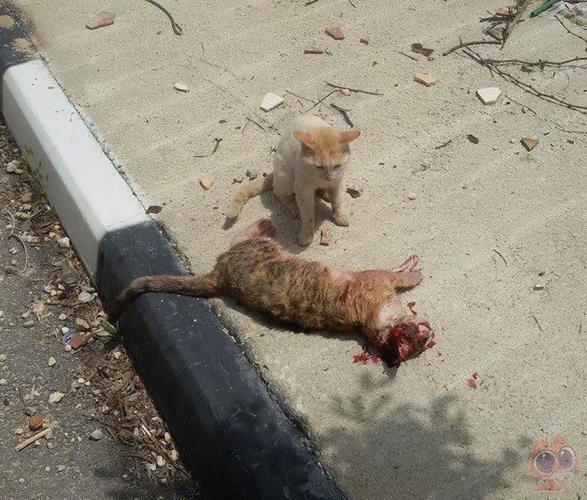 为什么马路上总有死猫？（养猫后主人出事故）