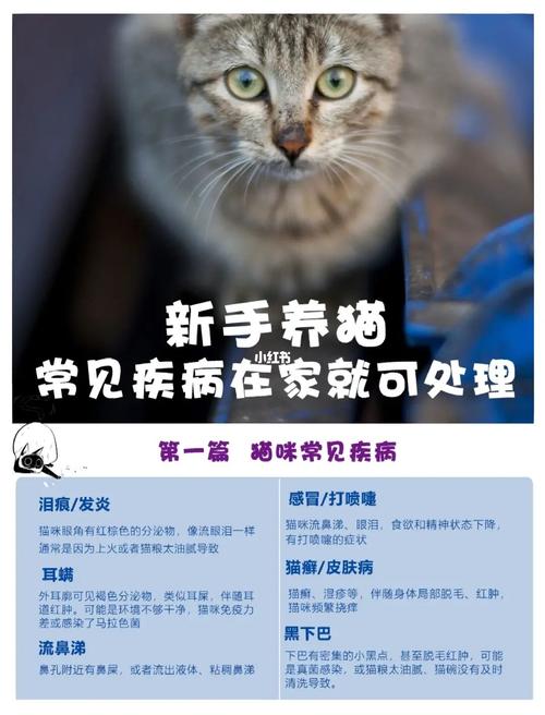 养猫的坏处？（养猫后自己经常生病）