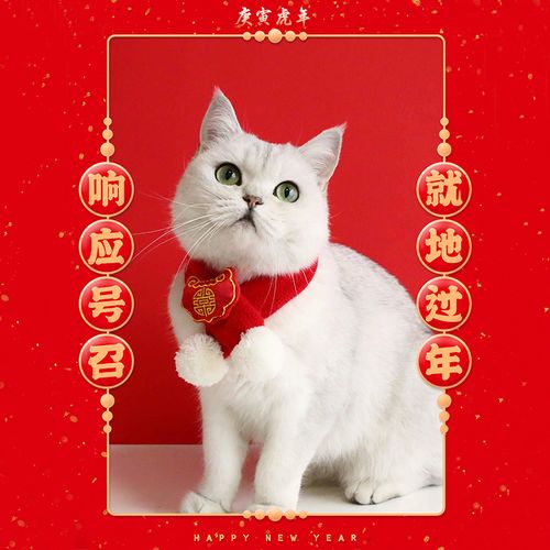 朋友圈卖宠物猫的句子？（为啥销售都爱养猫猫）