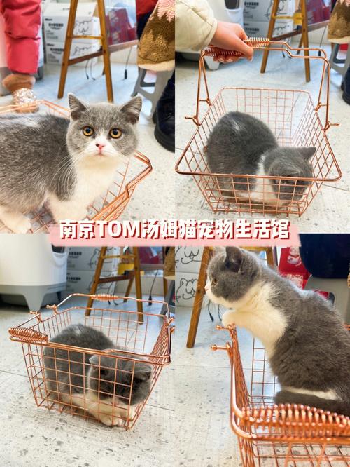 本人住南京，求大神推荐一家南京可以提供猫咪寄养的店？（南京家庭寄养猫猫）