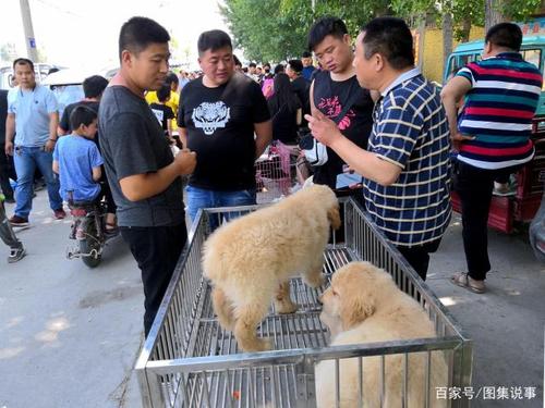 地摊狗能买吗？（地摊养什么狗）