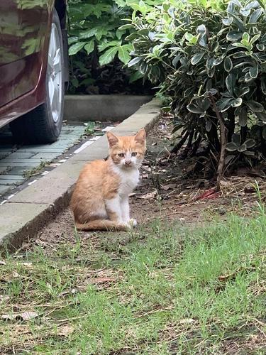 小区流浪猫是怎么养孩子的？（小区里怎样养猫狗）