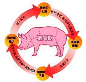 肉猪的成活率怎么算？（生猪存活率）