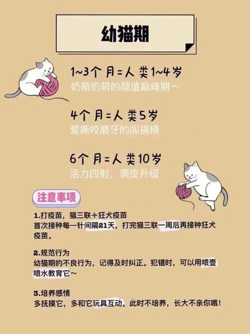 怎样养猫？（怎么养猫对他好点）