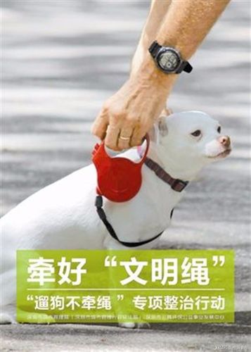 养犬新规定，遛狗时给狗戴口罩，你怎么说？（集资养猫骗局揭秘新闻）