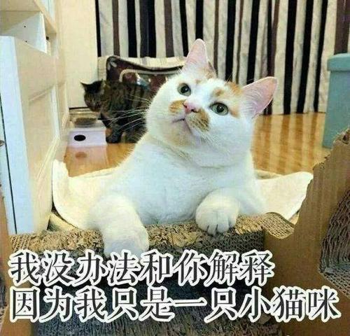 主角能听懂猫咪说话的小说？（养猫都是隐形富豪小说）