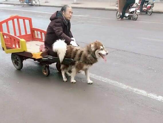 为什么萨摩耶会拉车？（养只狗拉车）