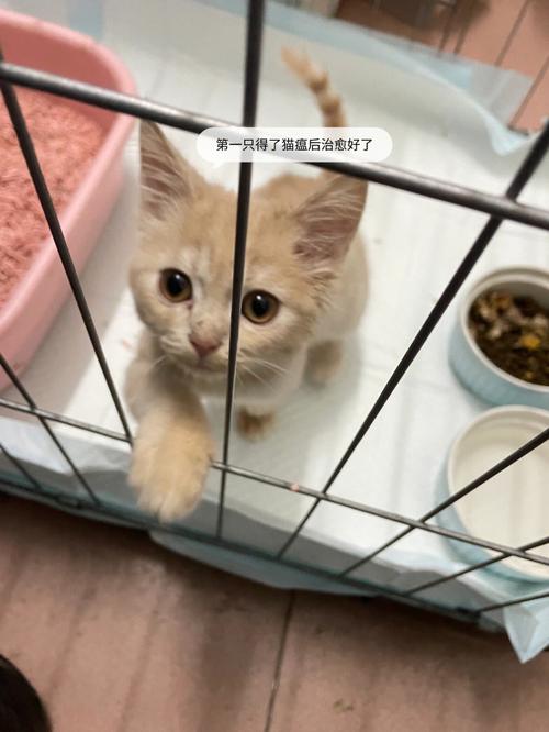 小猫得猫瘟死掉了，我多久才可以再养只猫？这期间要做些什么？（在线教你怎么养猫咪）