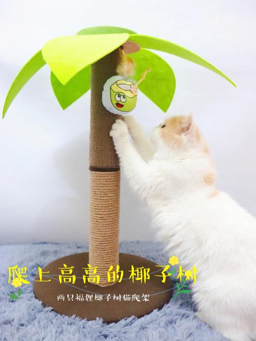 有猫可以养椰子树吗？（养猫能养椰子吗）