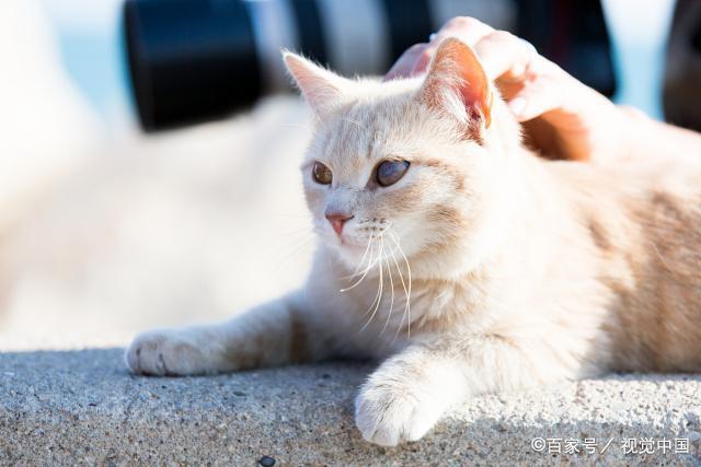 猫原本是冷血动物吗？（养猫的人很冷血嘛）