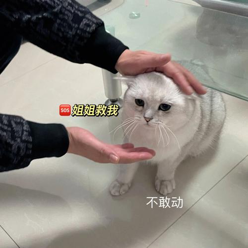 我想养猫爸爸不同意？（反对老婆养猫视频大全）