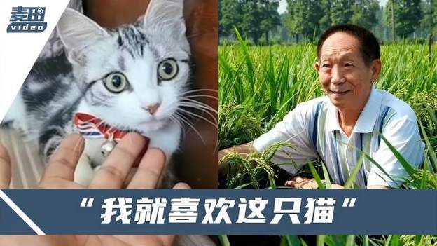 猫在明朝的地位？（袁爷爷有没有养猫）