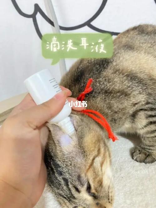 怎么控制小猫清洗耳螨？（养猫和耳道炎）