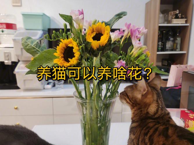 猫不能接触什么花？（养猫不能有什么鲜花）