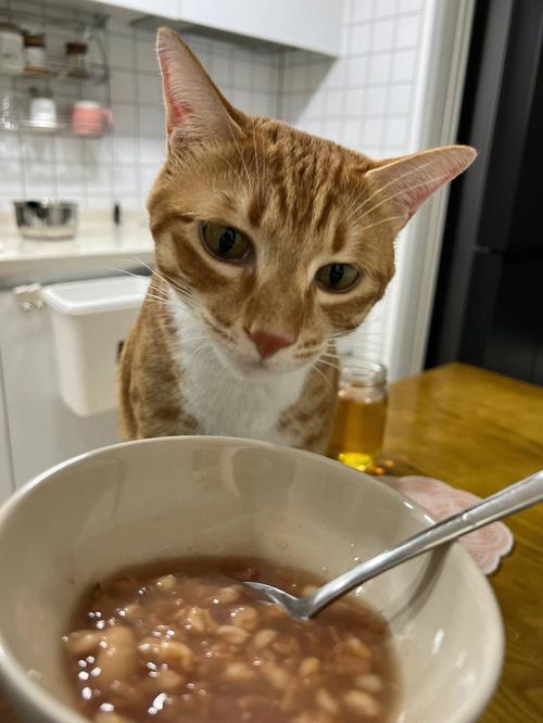 天天喂猫白水煮猪肉吃好吗?猪是激素快速养殖的,对猫会不会也有害？（家养猫吃粥瘦肉）