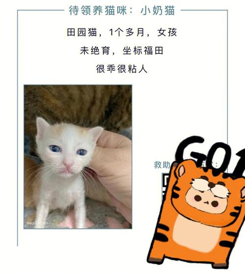 深圳户口随迁什么流程？（龙岗哪里领养猫猫）