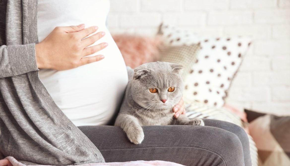 未婚女性养猫的危害？（怀孕养猫有啥坏处）