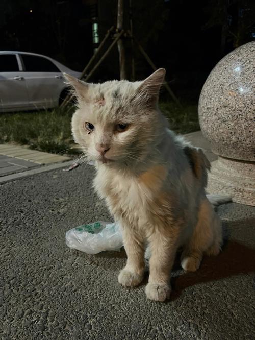 北京哪里可以领养流浪猫？（西安领养猫地址电话）