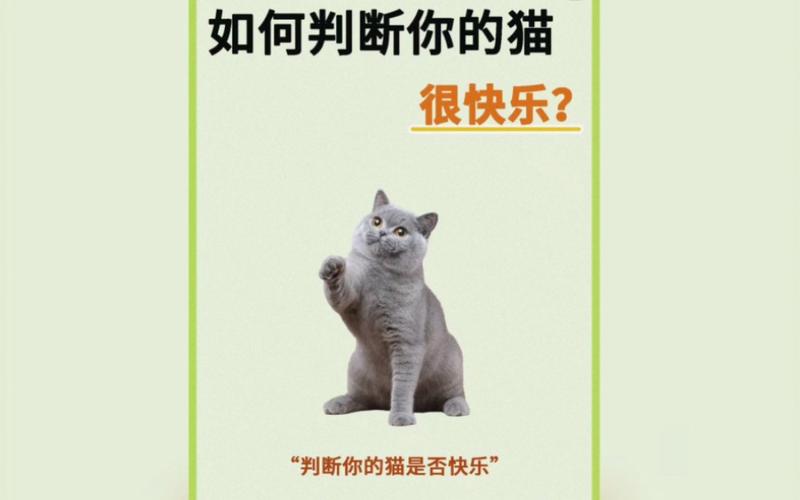 养猫的文案搞笑？（搞笑养猫的快乐文案）