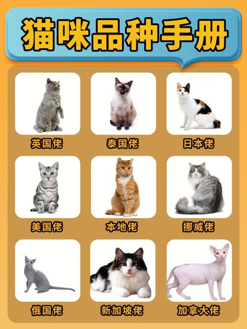 奶思手册上一共有多少只小猫？（网络养猫手册大全图片）