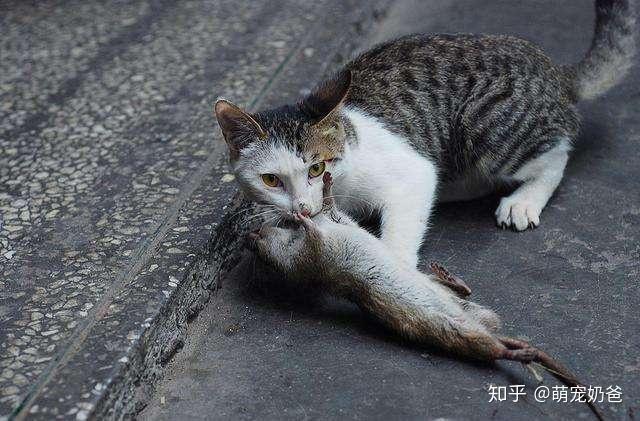 人为什么喜欢养猫不养老鼠？（老鼠为什么养猫好）